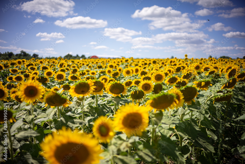 Fototapeta premium Gorgeous natural Sunflower landscape, blooming sunflowers agricultural field, cloudy blue sky