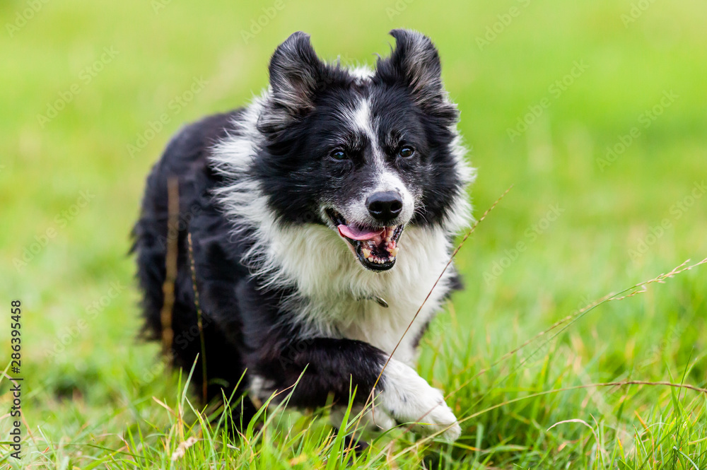 A Portrait of a cute Border Collie