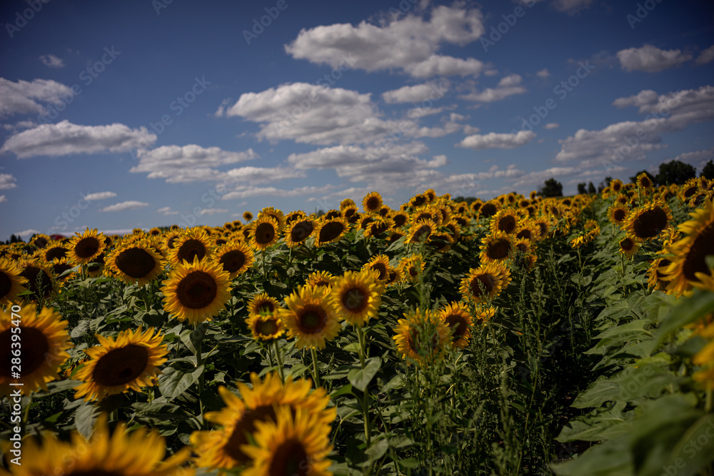 Gorgeous natural Sunflower  landscape, blooming sunflowers agricultural field, cloudy blue sky