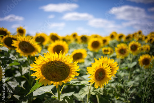 Gorgeous natural Sunflower landscape, blooming sunflowers agricultural field, cloudy blue sky