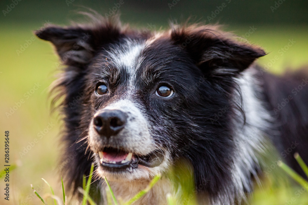 Fototapeta premium A Portrait of a cute Border Collie