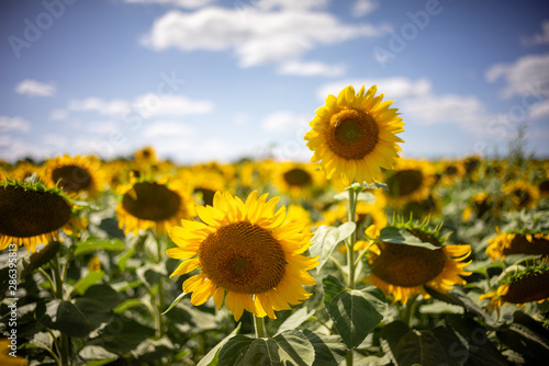 Gorgeous natural Sunflower landscape, blooming sunflowers agricultural field, cloudy blue sky © Liran