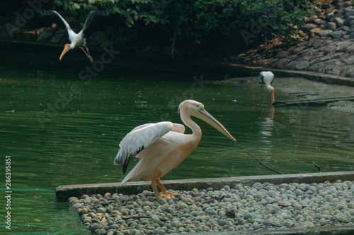 Rosy pelican  on water pond