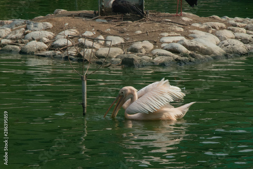 Rosy pelican  on water pond