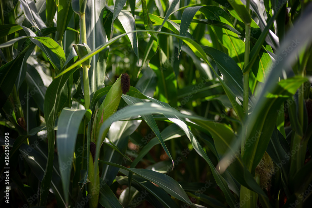 Beautiful a green corn field view, before harvest and blue sky Beautiful a green corn field view, before harvest and blue sky