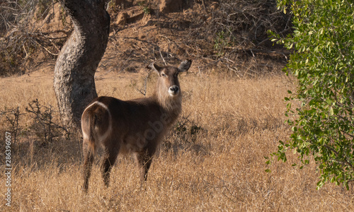 Waterbuck in South Africa bush
