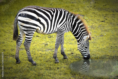 cebra  beber agua  sed  pasto  pastizal  rayas  zoologico  safari  cebra bebiendo agua  