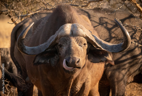 South African Buffalo