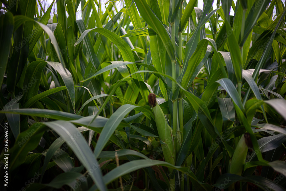 Beautiful a green corn field view, before harvest and blue sky Beautiful a green corn field view, before harvest and blue sky