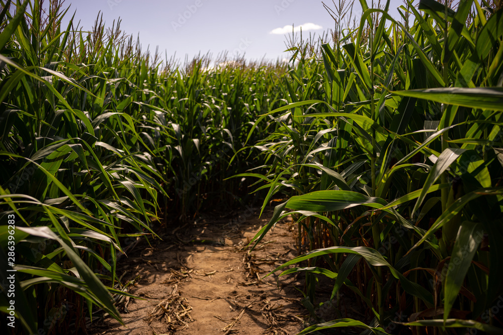 Beautiful a green corn field view, before harvest and blue sky Beautiful a green corn field view, before harvest and blue sky