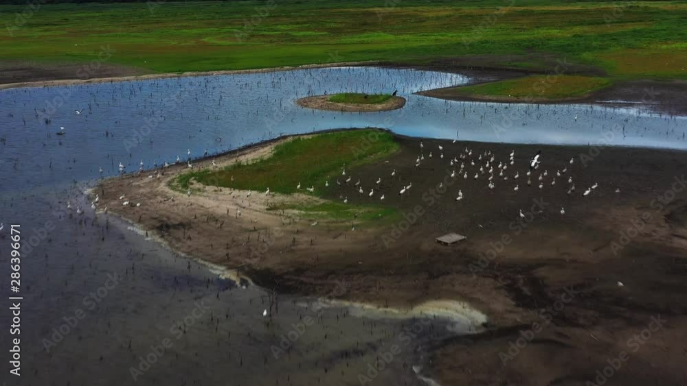 A reservoir with birds flying and some eating food on the ground. The beauty of nature in the summer of Thailand. footage video 4k. A reservoir with birds flying and some eating food on the ground. The beauty of nature in the summer of Thailand. footage video 4k.