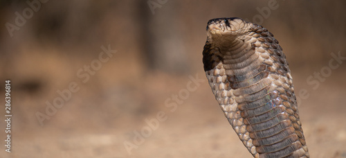 Black mamba snake head ground level