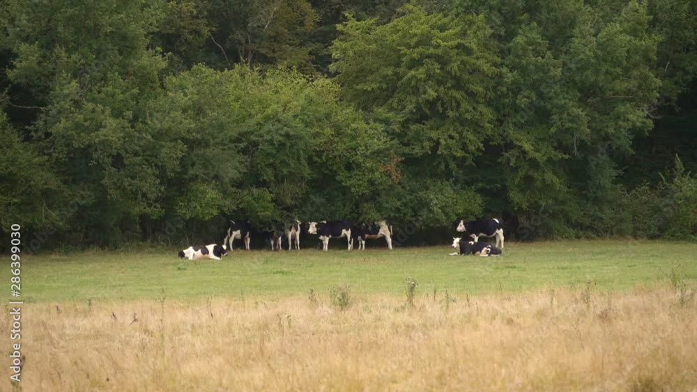 Holstein cow herd protecting from sun under tree shadows. Slow motion Holstein cow herd protecting from sun under tree shadows. Slow motion