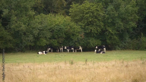 Wallpaper Mural Holstein cow herd protecting from sun under tree shadows. Slow motion Torontodigital.ca