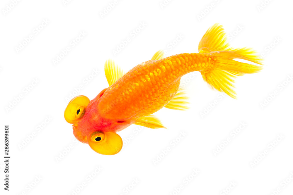 Fototapeta premium Image of bubble eye goldfish isolated on white background . Animal. Pet.