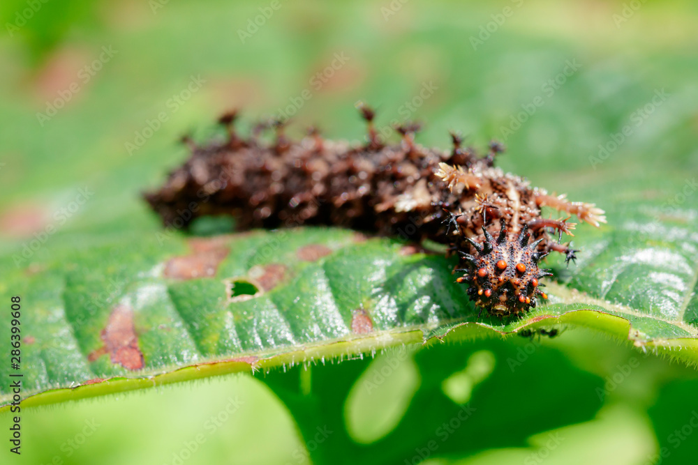 Fototapeta premium Image of a Caterpillar commander(Moduza procris) on green leaves. Insect. Animal