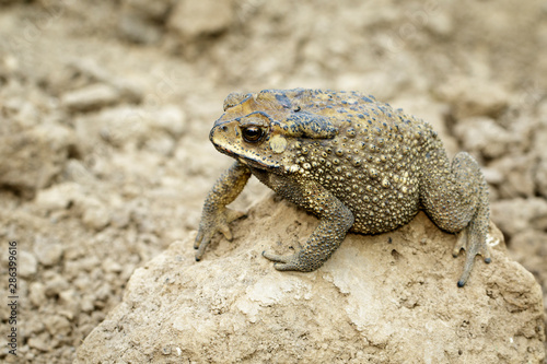 Image of toad bufonidae  is on the soil lump. Amphibian. Animal.