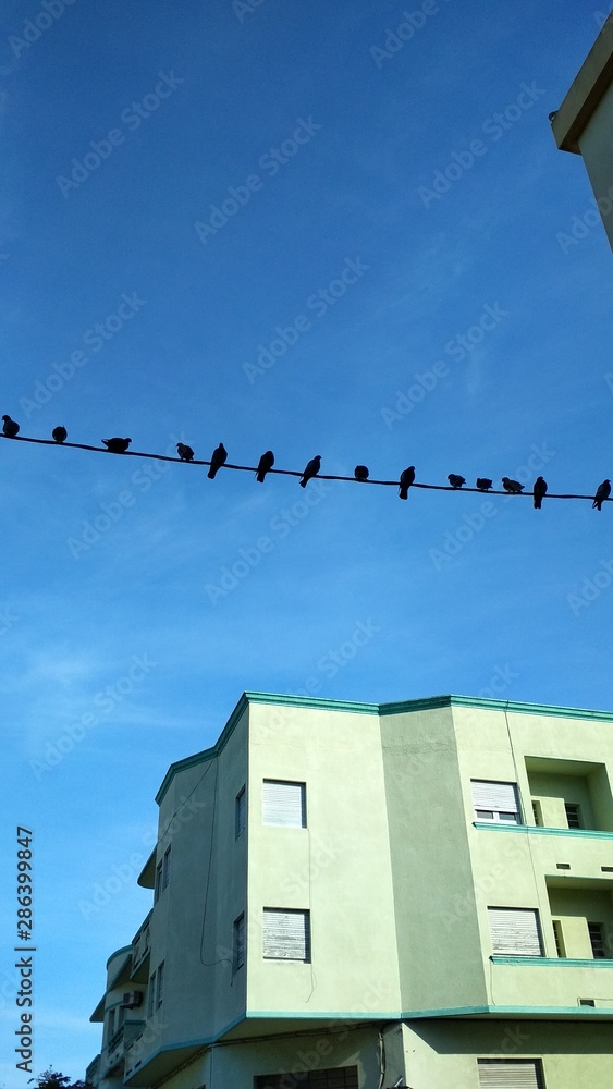 Obraz premium bird on the roof