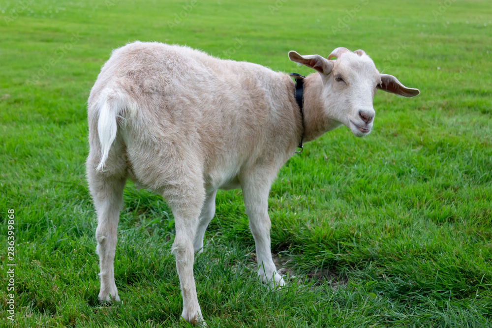 beige and white clean domestic animal goat portrait on a bright green field on a local farm in Ontario, Canada beige and white clean domestic animal goat portrait on a bright green field on a local farm in Ontario, Canada