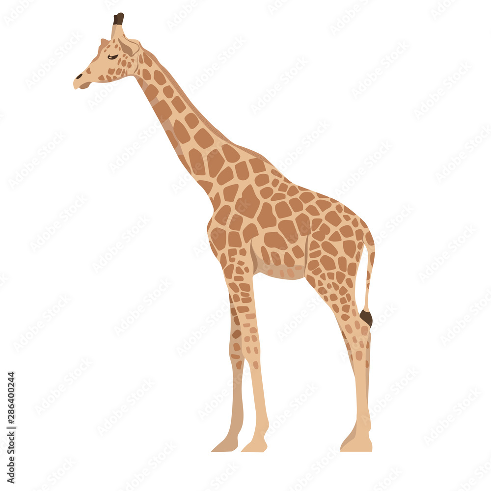 Giraffe isolated on a white background. Vector graphics. Giraffe isolated on a white background. Vector graphics.