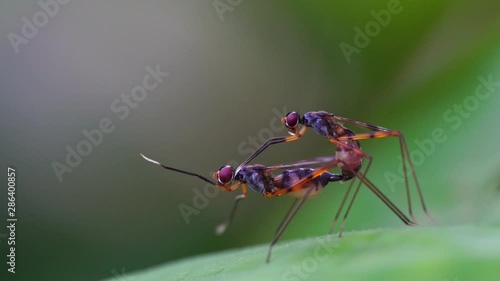 Insects have sexual intercourse with green background