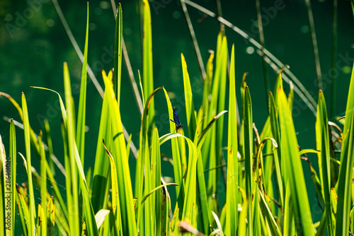 Water grass in sunset on Plivsko jezero in Bosnia and Herzegovina photo