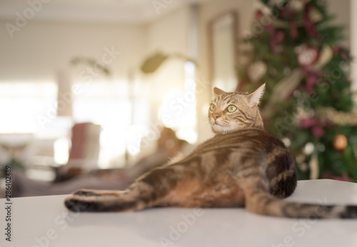 Beautiful short hair cat sitting on white table at home with christmas tree at the background