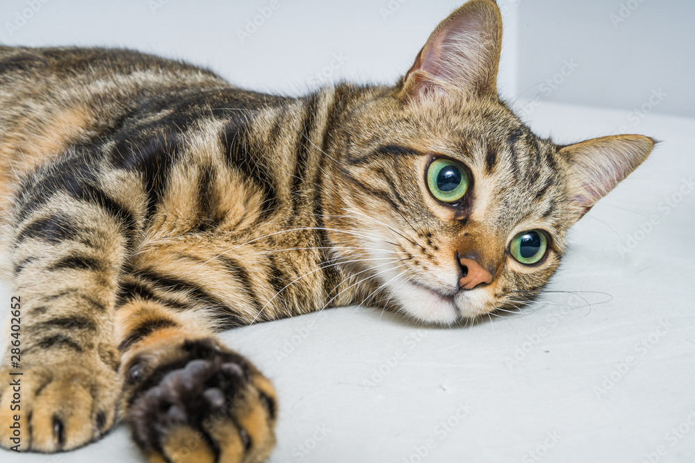 Beautiful short hair cat lying on the bed at home Beautiful short hair cat lying on the bed at home