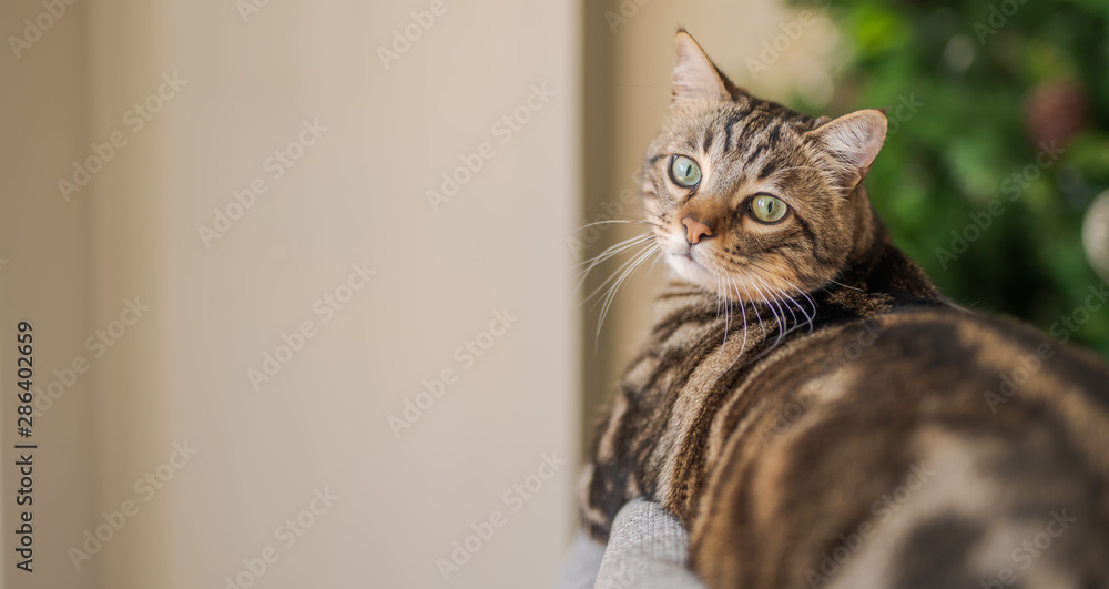 Obraz premium Beautiful short hair cat lying on the sofa at home