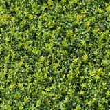 Green buxux bush hedge seamless tileable texture