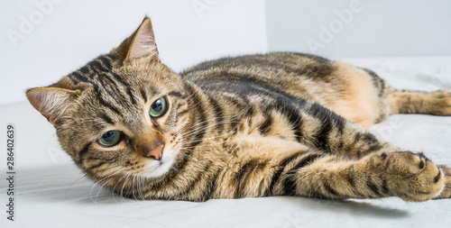 Beautiful short hair cat lying on the bed at home