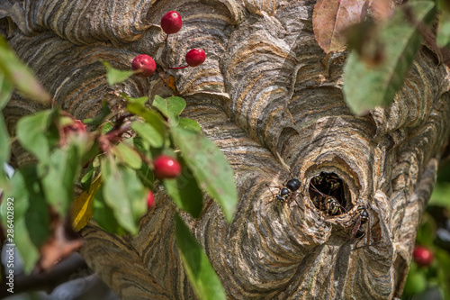 Close up of paper wasp nest
