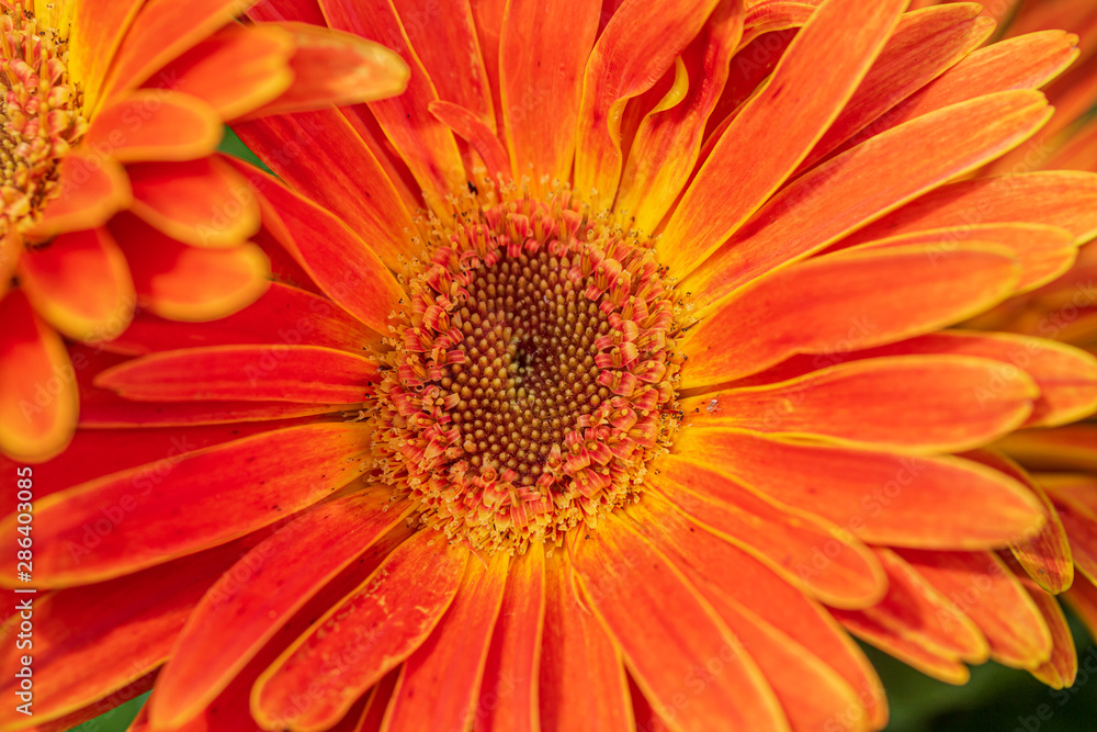 Close up of bright orange gerbera daisy flower Close up of bright orange gerbera daisy flower