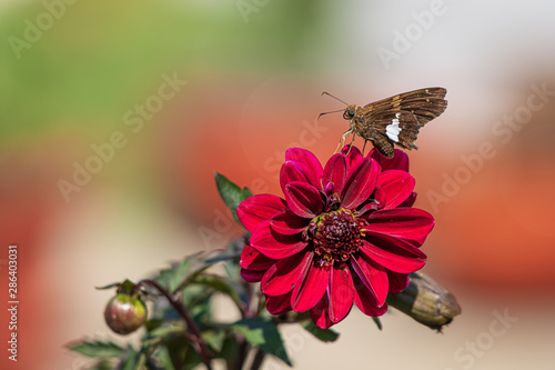 Silver spotted skipper on dahlia flower photo