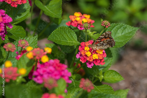 Painted lady butterfly at lantana flowers