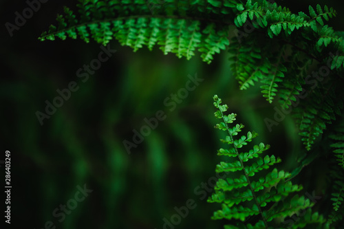 Green leaves fern