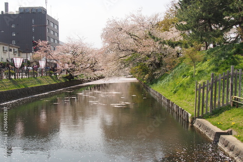 Wallpaper Mural 弘前桜祭り Torontodigital.ca