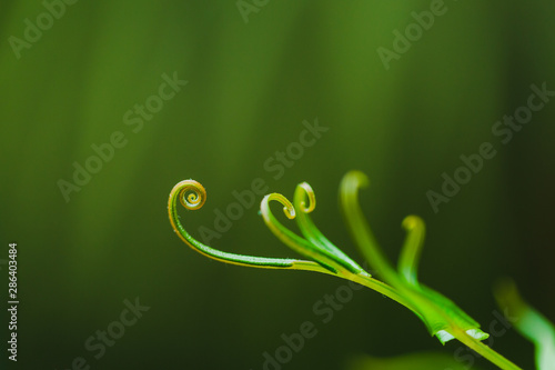 Spiral young fern leave
