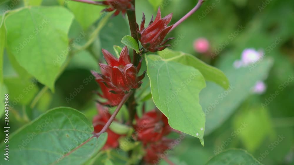 Roselle fresh in the farm Roselle fresh in the farm