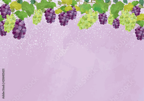 ぶどう　10月　フレーム　植物　秋　果物　巨峰　マスカット　フレーム