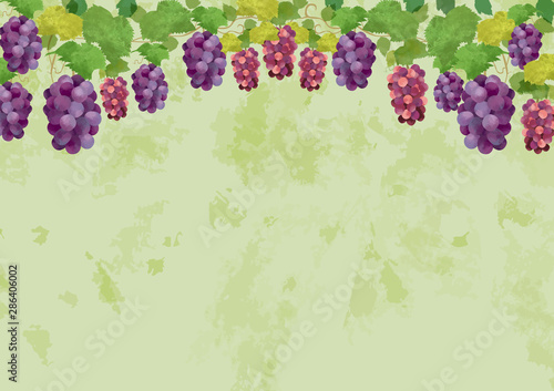 ぶどう　10月　フレーム　植物　秋　果物　巨峰　フレーム