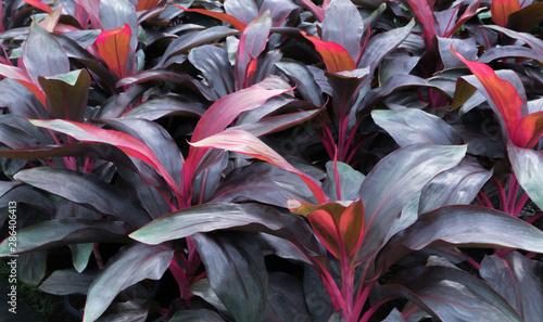 Purple and red leaf of tropical plant in garden,nature pattern background photo