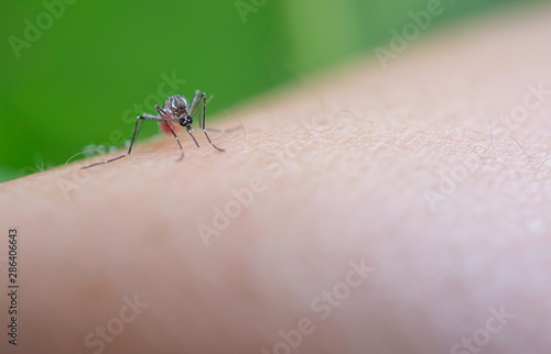 Mosquito sucking blood on human skin, Malaria,Dengue,Chikungunya,Mayaro fever,Dangerous Zica virus,influenza,