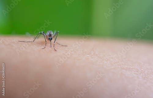 Mosquito sucking blood on human skin, Malaria,Dengue,Chikungunya,Mayaro fever,Dangerous Zica virus,influenza,