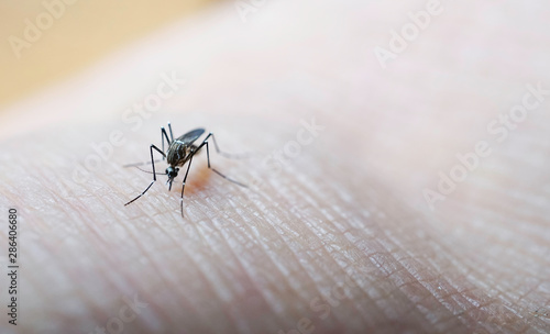 Mosquito sucking blood on human skin cause sick, Malaria,Dengue,Chikungunya,Mayaro fever,Dangerous Zica virus
