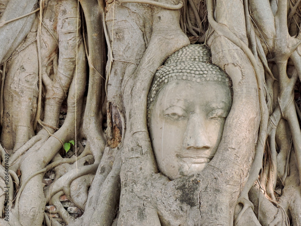 image of the Head of the Buddha, with tree trunk and roots growing around it. Wat Mahathat, Ayutthaya. Thailand