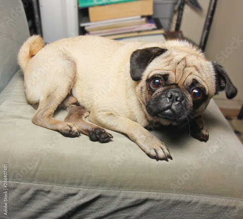 pug on a white background