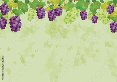 ぶどう　秋　果物　シャインマスカット　マスカット　10月　果樹園　フレーム