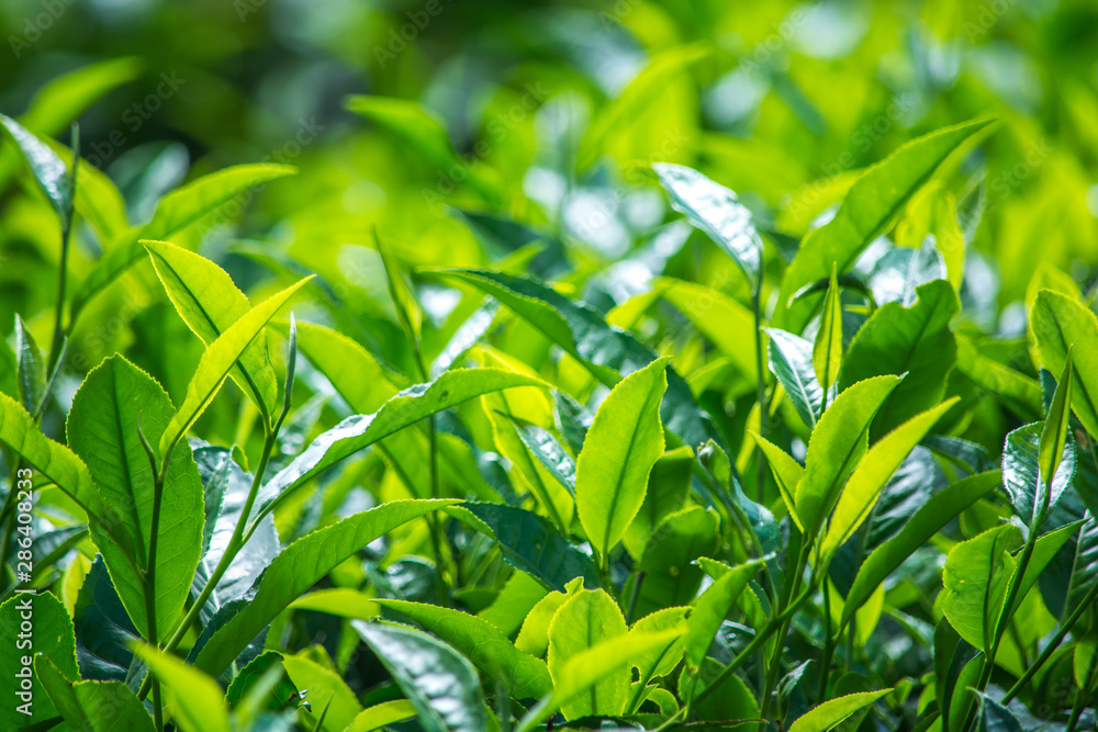 Tea Leaves At Tea Garden, Munnar Kerala Tea Leaves At Tea Garden, Munnar Kerala