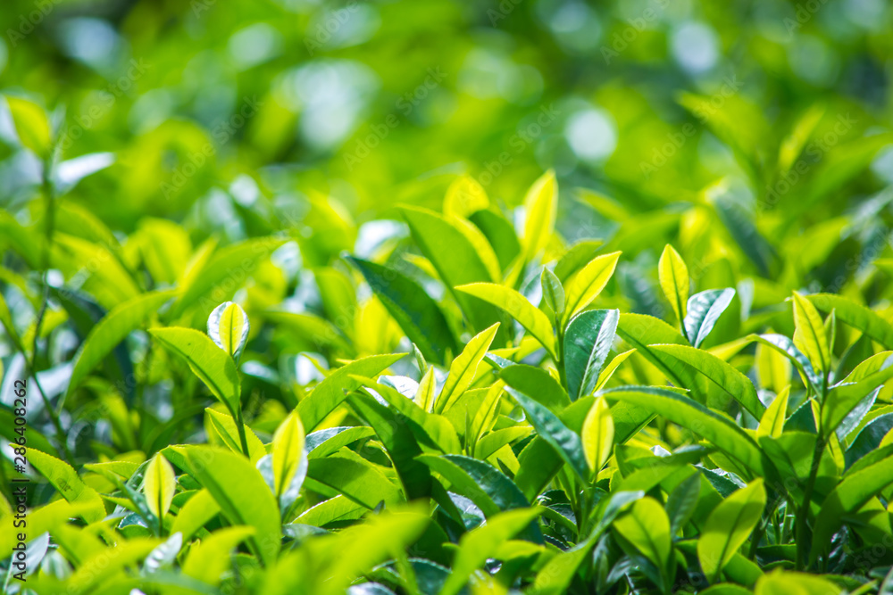 Fresh Tea Leaves At Tea Plantation Fresh Tea Leaves At Tea Plantation